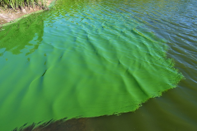 ao nuôi tôm nhiễm tảo xanh